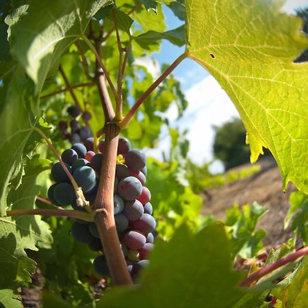 Domaine De La Soucherie - Chambres D'Hotes Beaulieu-sur-Layon Εξωτερικό φωτογραφία