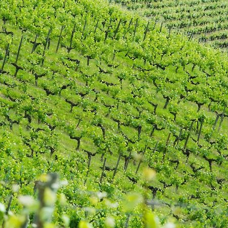 Domaine De La Soucherie - Chambres D'Hotes Beaulieu-sur-Layon Εξωτερικό φωτογραφία