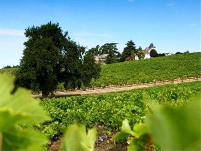 Domaine De La Soucherie - Chambres D'Hotes Beaulieu-sur-Layon Εξωτερικό φωτογραφία