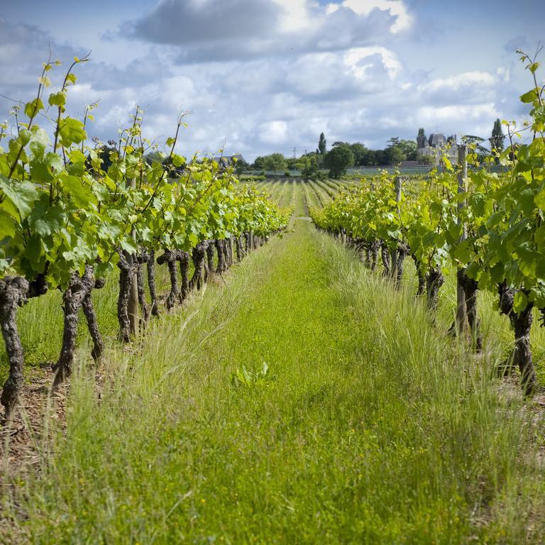 Domaine De La Soucherie - Chambres D'Hotes Beaulieu-sur-Layon Εξωτερικό φωτογραφία