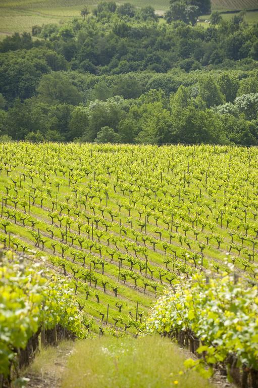 Domaine De La Soucherie - Chambres D'Hotes Beaulieu-sur-Layon Εξωτερικό φωτογραφία